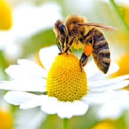 hamyartest - همیار تست - نمونه سوال و آزمون آنلاین - سوال فنی و حرفه ای - پرورش دهنده زنبور عسل