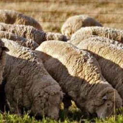 hamyartest - همیار تست - نمونه سوال و آزمون آنلاین - سوال فنی و حرفه ای - پرورش دهنده گوسفند